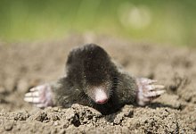 Ein Europ&auml;ischer Maulwurf: Das Tier hat einen Energiesparmodus. - Patrick Pleul/dpa-Zentralbild/dpa