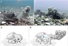 Gemeine Sydneykraken - PLOS ONE/dpa