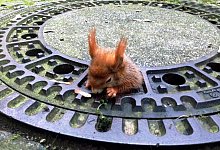 Eichh&ouml;rnchen im Liebesgl&uuml;ck - Foto: Tierrettung M&uuml;nchen