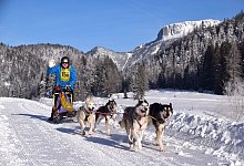 Schlittenhunde-Gespann am Pillersee - Foto: WMP/dpa-tmn