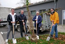 baumspende - Alte Hansestadt Lemgo