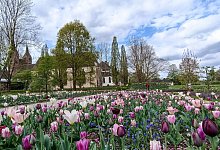 remtergarten_tulpenbeet_gartnerin_westwerk_weg - Huxarium-Gartenpark Höxter