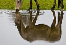 Pferd an einer Wasserstelle - Foto: Patrick Pleul