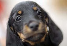 Welpe - Foto: Klaus-Dietmar Gabbert/dpa/dpa-tmn