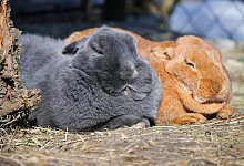 Kaninchen - Foto: Jennifer Jahns