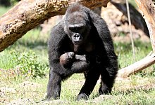 Gorilla-Nachwuchs - Foto: Bernd W&uuml;stneck/dpa-Zentralbild/dpa