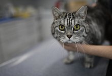 Erste Hilfe bei Katzen-Wunden - Foto: Ina Fassbender/dpa-tmn