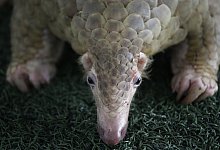 Pangolin - Foto: Sakchai Lalit/AP/dpa