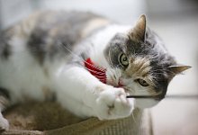 Jagdlust von Katzen befriedigen - Foto: Ina Fassbender