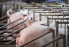 Unter welchen Bedingungen hat das Mastschwein gelebt? Ein staatliches Label soll diese beantworten. - Sven Hoppe/dpa
