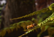 Screenshot von «Empire of the Ants» - Microids/Tower Five/dpa-tmn