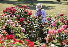 Rosarium l&auml;dt zum Fest - Matthias Bein/dpa