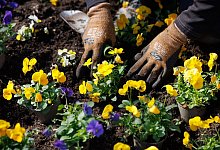 Vor Er&ouml;ffnung der Landesgartenschau in H&ouml;xter - Friso Gentsch/dpa/Archivbild