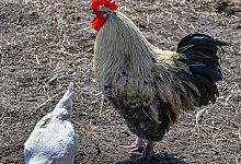 Fleisch aus besserer Haltung - Patrick Pleul/dpa