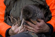 Seltener Kiwi-Vogel in Neuseeland entdeckt - Lucy Holyoake/Department of Conservation/dpa