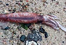 Toter Kalmar am Ostseestrand - Thomas Freiberg/dpa