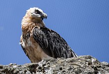 Bartgeier in den Alpen - Alexandra Wey/KEYSTONE/dpa