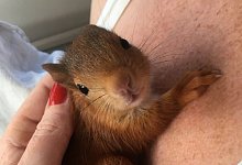 HIDD Frau Sundermann hat ein Eichh&ouml;rnchen gerettet (kg) - Privat