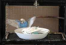 Wellensittiche beim Bad - Foto: Caroline Seidel