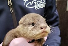 Zwergotter-Nachwuchs im Zoo Duisburg - Zoo Duisburg/dpa