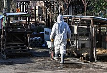 Ausbruch der Maul- und Klauenseuche - Jens Kalaene/dpa