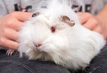 Kind mit Meerschweinchen - Foto: Andrea Warnecke/dpa-tmn