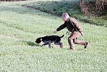 In ihrem Element: Die zweij&auml;hrige Deutsch Drahthaar H&uuml;ndin Donna vom Schwalenberger Land ist konzentriert bei der Sache und f&uuml;hrt Andreas Niemeier zum erlegten Wild. - Foto: Stork