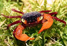 Mandarinenkrabbe - Foto: FLH/dpa-tmn