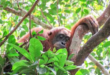 Orang Utan schl&auml;ft in den Baumwipfeln - Natasha Bartalotta/Max Planck Institute f&uuml;r Verhaltensbiologie/dpa