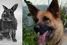 Schäferhund tötet Kaninchen - Symbolbild: Pixabay