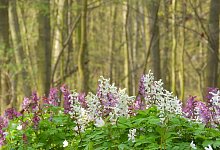 corydalis-cava-3501495_1920 - Symbolbild: Pixabay