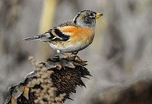 Bergfink - 1 - Pixabay