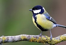 Kohlmeise - 1 - Pixabay