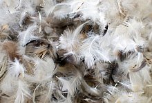 Es gibt Alternativen - Foto: Friso Gentsch