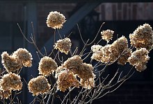 Verbl&uuml;hte Hortensien - Bernd W&uuml;stneck/dpa-Zentralbild/ZB