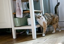 Die Wohnung katzensicher machen - Foto: Karolin Kr&auml;mer/dpa-tmn