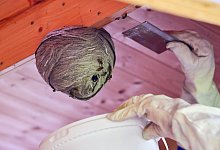 Ein Wespennest wird zur Umsiedlung abgetrennt - Matthias Merz/dpa/dpa-tmn