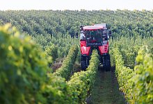 Federweißerlese in Baden beginnt - Philipp von Ditfurth/dpa