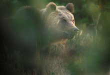 Tiere - Francesco Lemma/-/dpa