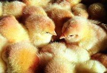 K&uuml;ken - Foto: Bernd W&uuml;stneck/zb/dpa