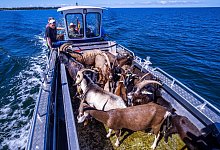 Ziegen ziehen auf Boot zur Insel Walfisch um - Jens Büttner/dpa