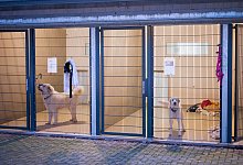 Zwei Hunde im Tierheim Saarbr&uuml;cken. - Oliver Dietze/dpa