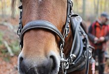 Kaltblutstute Hanna ist ein sehr geduldiges Tier. - J&ouml;rg Stuke