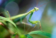 Gottesanbeterin - Jens B&uuml;ttner/zb/dpa