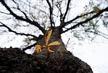 Kahle Kastanie - Marcus Brandt/dpa/dpa-tmn