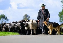 Der Sch&auml;fer Julian Schulz treibt mit seinen H&uuml;tehunden die Heidschnucken-Herde auf einer Stra&szlig;e entlang. Die besten Sch&auml;fer Deutschlands und ihre H&uuml;tehunde messen sich beim Bundesleistungsh&uuml;ten. - Philipp Schulze/dpa