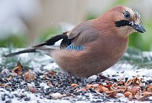 Ein Eichelh&auml;her im Winter - Patrick Pleul/dpa-Zentralbild/dpa-tmn