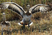 Gro&szlig;trappen - Foto: Thomas Schulze/dpa-Zentralbild/dpa