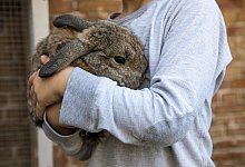 Bei Kaninchen Schmerzen erkennen - Foto: Christin Klose/dpa-tmn