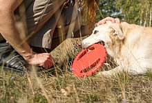 Hund mit Spielzeug - Foto: Christin Klose/dpa-tmn